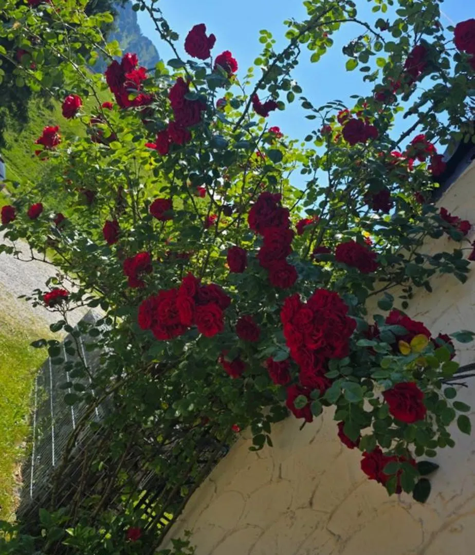 Erd'S Hoimatle Bed & Breakfast Jungholz 0*,  Austria
